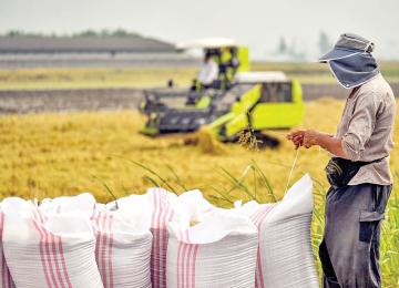 Iran Fertilizer Shock Threatens Farm Output and Food Security