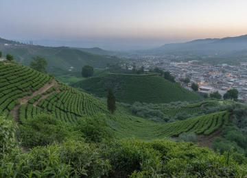 Domestic Tea Production Set for Surge Amid Price Hikes, Favorable Weather
