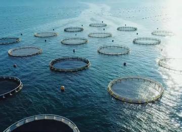 Iran Unveils Major Fisheries Transformation Plan Targeting 165,500-Ton Production