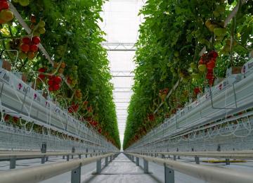 Iran’s Greenhouse Exports Grow 12% Despite Sanctions, as Technology and Water Efficiency Take Centre Stage