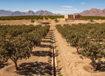 Iran’s Horticulture Sector Embraces ‘Technology-Driven Development’ scenario 