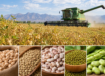 Legume Harvest Climbs 15.5% as Rains, Better Farming Lift Yields